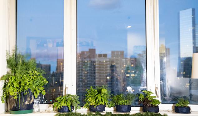 Gardening Indoors vs Gardening Outside