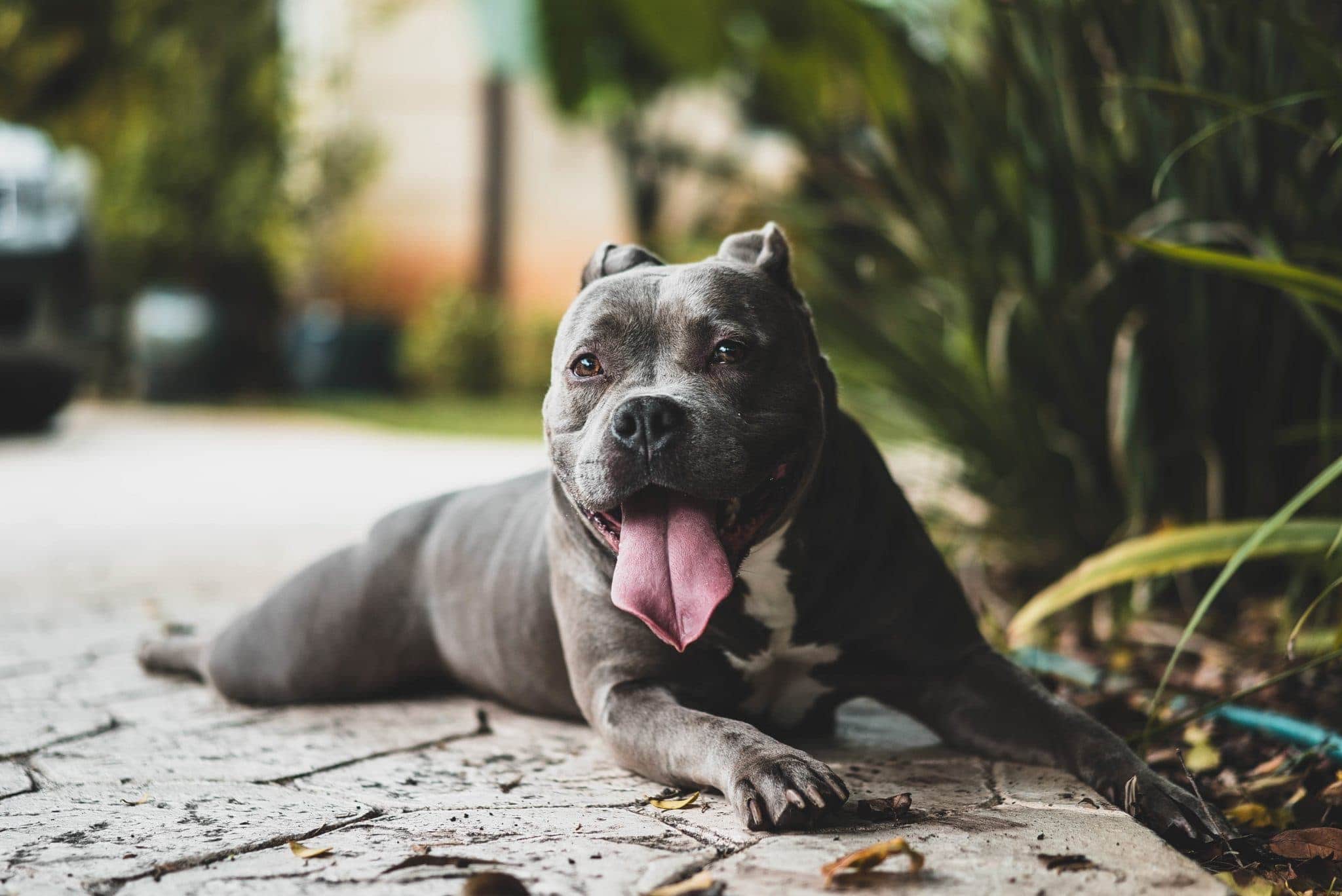 BarxBuddy to Control Barking Dogs