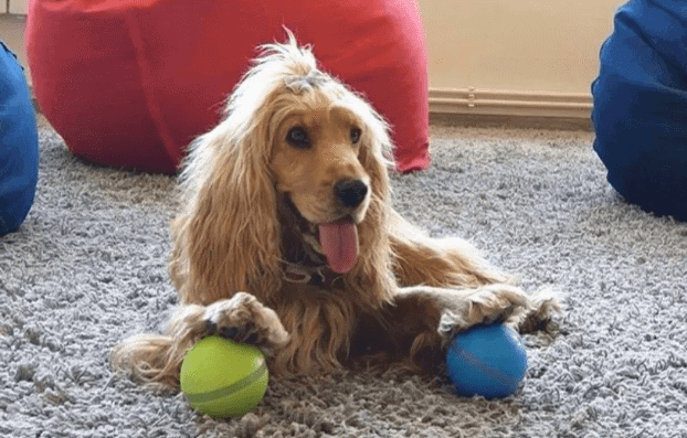 GET YOUR PEPPY PET BALL