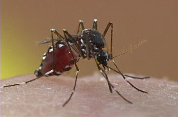 Why Get Rid of Mosquitoes?