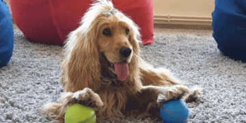 GET YOUR PEPPY PET BALL