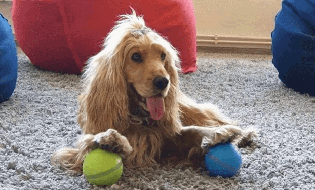 GET YOUR PEPPY PET BALL