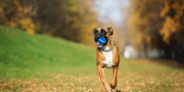 Barx Busyball Review