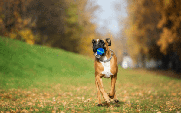 Barx Busyball Review