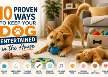 10 Proven Ways to Keep Your Dog Entertained in the House (Without Going Crazy) 11 10 Proven Ways to Keep Your Dog Entertained in the House