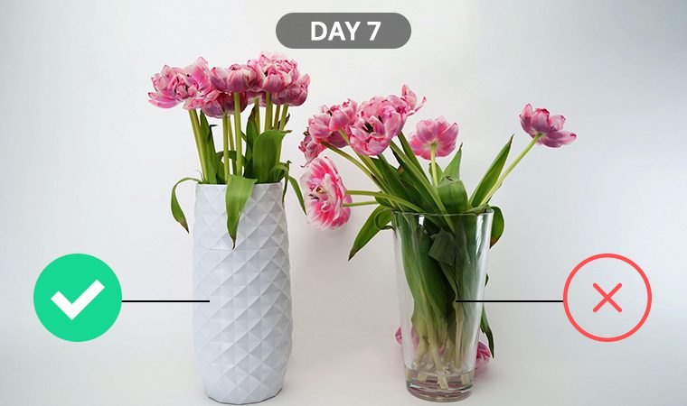Amaranth Vase Review - Easiest Way To Make Your Flowers Last Longer 13 Amaranth Vase Review