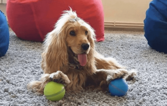 10 Ways to Keep Your Dog Entertained When You’re Out of the House