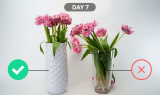 Amaranth Vase Review – Easiest Way To Make Your Flowers Last Longer