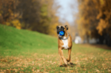 Barx Busyball Review- Is It New Smart Dog Toy In 2023?